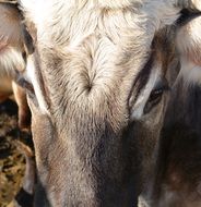 livestock head closeup