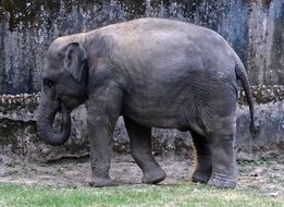 gray Indian elephant