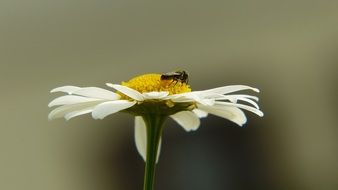 insect on a daisy on a blurred background close-up