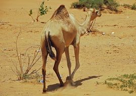 camel in Sahara