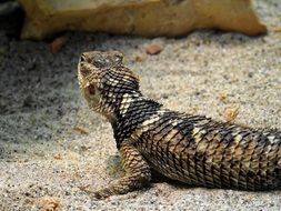 lizard with scaly dry skin