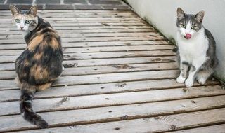 domestic cats are sitting on the wooden floor