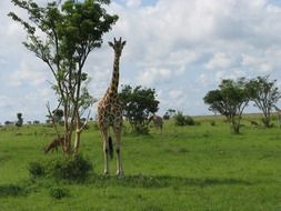 Giraffe Safari Zoo