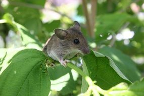 Cute Mouse on a green plants