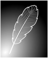 bird feather drawing