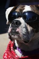 bulldog wearing sun glasses