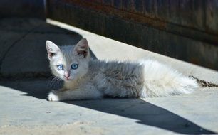 cute blue-eyed kitten