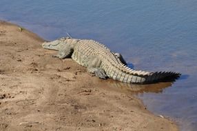 crocodile in the water near the shore