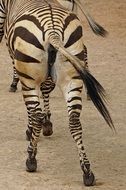 Picture of Zebra is running