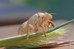 insect larva