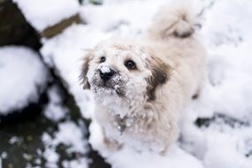fluffy puppy in the snow close up
