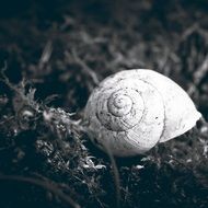 snail shell in black and white