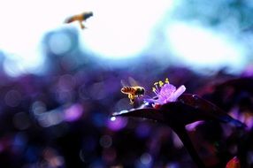 little bee on a bright purple flower
