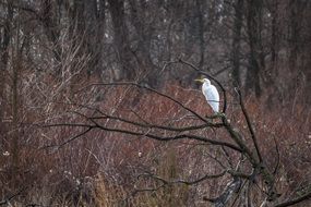 Heron on a tree branch