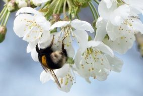 bee collects pollen from spring flowers