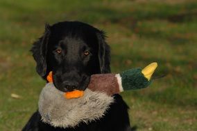 beautiful and cute Retriever