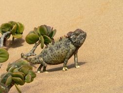 Chameleon Reptile Animal Desert