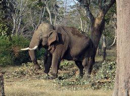 elephant in national park