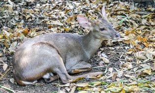 deer on fallen leaves