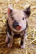 Cute baby pig