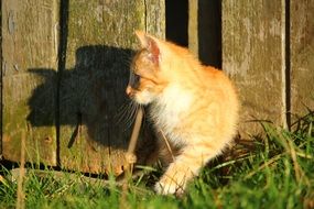 hiding red kitten