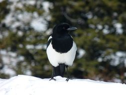 Beautiful black and white bird stands in the snow at blurred background with the plants