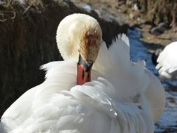 mute swan cleaning its feathers