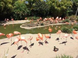 Flamingos in San Diego on a sunny day