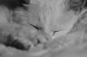 Sleeping gray Kitten