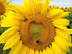 bees on a flower sunflower