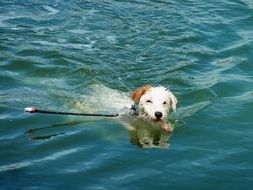 Dog on the summer resort