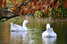 Autumn Geese