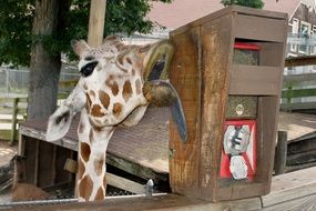 Beautiful and cute giraffe licking something near the trees