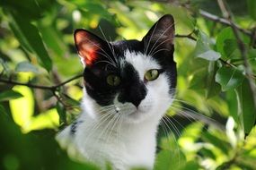 black and white Cat head among green leaves