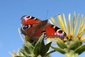 peacock butterfly on a yellow pointed flower