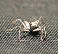 Assassin Wheel Bug