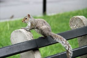 cute squirrel on a bench