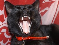 Cat Black Sleep
