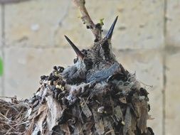 hummingbird chicks in the nest