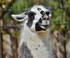lama in hellabrunn zoo close-up on blurred background