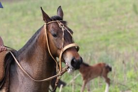 brown horse in bridle