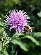 nice Thistle Flower