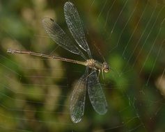 dragonfly tangled in the web