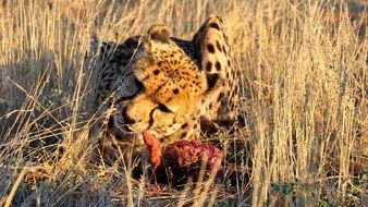 wild cheetah with its prey in the national park