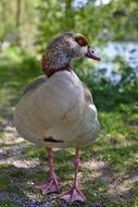 goose with purple feet