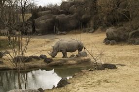rhino near the lake in the reserve