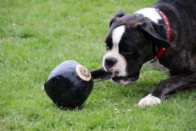 portrait of the black and white boxer playing with a ball