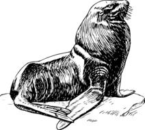 black and white graphic image of a bright seal