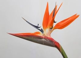 bird of paradise on the white background