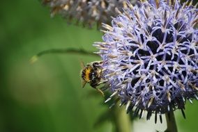 Bumblebee on the purple flower